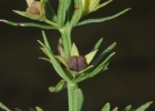 <i>Teucrium cubense</i> Jacq. [Lamiaceae]