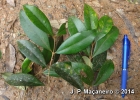 <i>Myrceugenia myrcioides</i> (Cambess.) O. Berg [Myrtaceae]