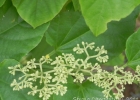 <i>Cissus verticillata</i> (L.) Nicolson & C.E. Jarvis [Vitaceae]