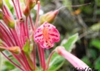 <i>Sinningia polyantha</i> (DC.) Wiehler [Gesneriaceae]