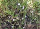 <i>Mimosa lasiocephala</i> Benth. [Fabaceae]