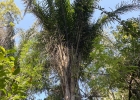 <i>Attalea dubia</i> (Mart.) Burret  [Arecaceae]