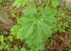 <i>Momordica charantia</i> L. [Cucurbitaceae]
