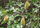 <i>Amphilophium crucigerum</i> (L.) L.G.Lohmann [Bignoniaceae]