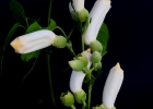 <i>Amphilophium crucigerum</i> (L.) L.G.Lohmann [Bignoniaceae]