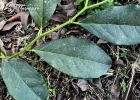 <i>Citronella paniculata</i> (Mart.) Howard [Cardiopteridaceae]