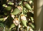 <i>Butia yatay</i> (Mart.) Becc. [Arecaceae]