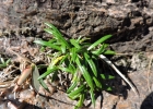 <i>Chaptalia graminifolia</i> (Dusén) Cabrera [Asteraceae]
