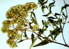 <i>Austroeupatorium inulaefolium</i> (Kunth) R.M.King & H.Rob. [Asteraceae]