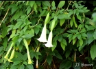 <i>Brugmansia suaveolens</i> (Humb. & Bonpl. ex Willd.) Bercht. & C. Presl [Solanaceae]