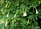 <i>Brugmansia suaveolens</i> (Humb. & Bonpl. ex Willd.) Bercht. & C. Presl [Solanaceae]