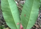 <i>Garcinia gardneriana</i> (Planch. & Triana) Zappi [Clusiaceae]