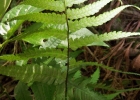 <i>Deparia petersenii (Kunze) M. Kato</i> Nilmar Azevedo de Melo [Woodsiaceae]