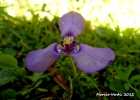 <i>Herbertia aff. darwinii </i> Roitman & J.A.Castillo [Iridaceae]