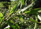 <i>Coix lacryma-jobi</i> L. [Poaceae]