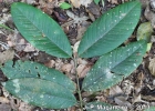 <i>Myrcia strigipes</i> Mart. [Myrtaceae]
