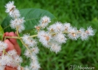 <i>Myrcia strigipes</i> Mart. [Myrtaceae]
