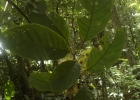 <i>Sloanea guianensis</i> (Aubl.) Benth. [Elaeocarpaceae]