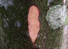 <i>Sloanea guianensis</i> (Aubl.) Benth. [Elaeocarpaceae]