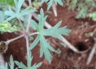 <i>Geranium carolinianum</i> L. [Geraniaceae]