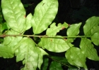 <i>Erythroxylum cuspidifolium</i> Mart. [Erythroxylaceae]