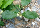 <i>Erythroxylum cuspidifolium</i> Mart. [Erythroxylaceae]