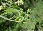 <i>Manihot grahamii</i> Hook. [Euphorbiaceae]