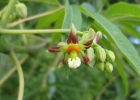 <i>Manihot grahamii</i> Hook. [Euphorbiaceae]