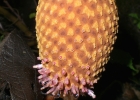 <i>Helosis brasiliensis</i> Schott & Endl. [Balanophoraceae]