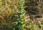 <i>Verbascum virgatum</i> Stockes [Scrophulariaceae]