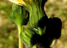 <i>Sonchus oleraceus</i> L. [Asteraceae]