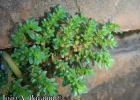 <i>Pilea microphylla</i> Liebm. [Urticaceae]