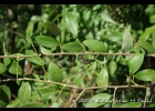 <i>Sebastiania commersoniana</i> (Baill.) L.B. Sm. & Downs [Euphorbiaceae]