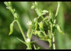 <i>Cerastium glomeratum</i> Thuill. [Caryophyllaceae]