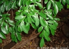 <i>Sebastiania commersoniana</i> (Baill.) L.B. Sm. & Downs [Euphorbiaceae]