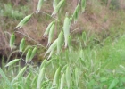 <i>Avena sativa</i> L. [Poaceae]