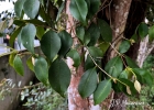 <i>Myrcia neolucida</i> A.R.Lourenco & E.Lucas [Myrtaceae]