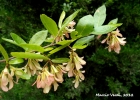 <i>Ruprechtia laxiflora</i> Meisn. [Polygonaceae]