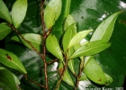 <i>Ruprechtia laxiflora</i> Meisn. [Polygonaceae]