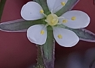 <i>Spergula arvensis</i> L. [Caryophyllaceae]
