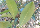 <i>Hippocratea volubilis</i> L. [Celastraceae]