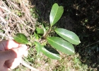 <i>Hippocratea volubilis</i> L. [Celastraceae]