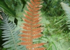 <i>Pleopeltis hirsutissima</i> (Raddi) de la Sota [Polypodiaceae]