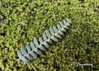 <i>Pleopeltis hirsutissima</i> (Raddi) de la Sota [Polypodiaceae]