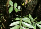 <i>Inga vera</i> Willd. [Fabaceae]