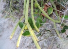 <i>Rhipsalis grandiflora</i> Haw. [Cactaceae]