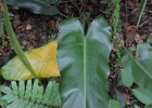 <i>Philodendron renauxii</i> Reitz [Araceae]