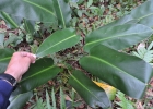 <i>Philodendron renauxii</i> Reitz [Araceae]