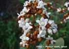 <i>Nectandra oppositifolia</i> Nees [Lauraceae]