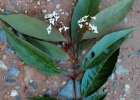 <i>Nectandra oppositifolia</i> Nees [Lauraceae]